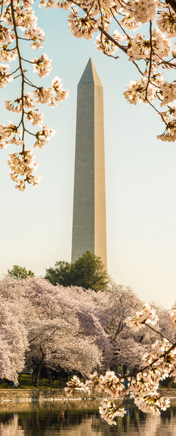 Washington Monument in the spring