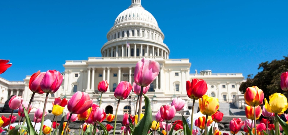Tulips in front of the U.S. Capitol Building.
