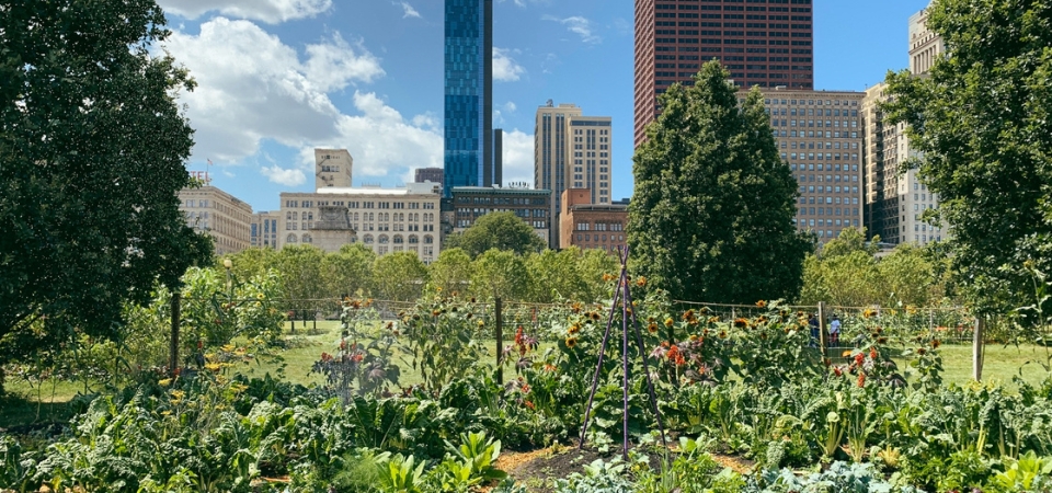 Food garden at Georgia Tech.