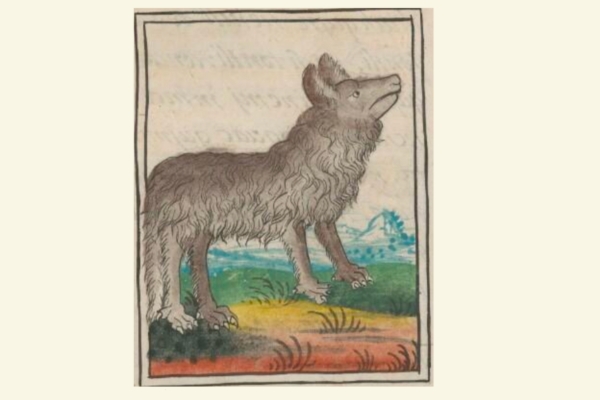16th century drawing of a mexican wolf