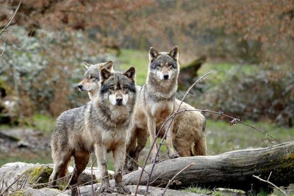 stock image of wolves in forest