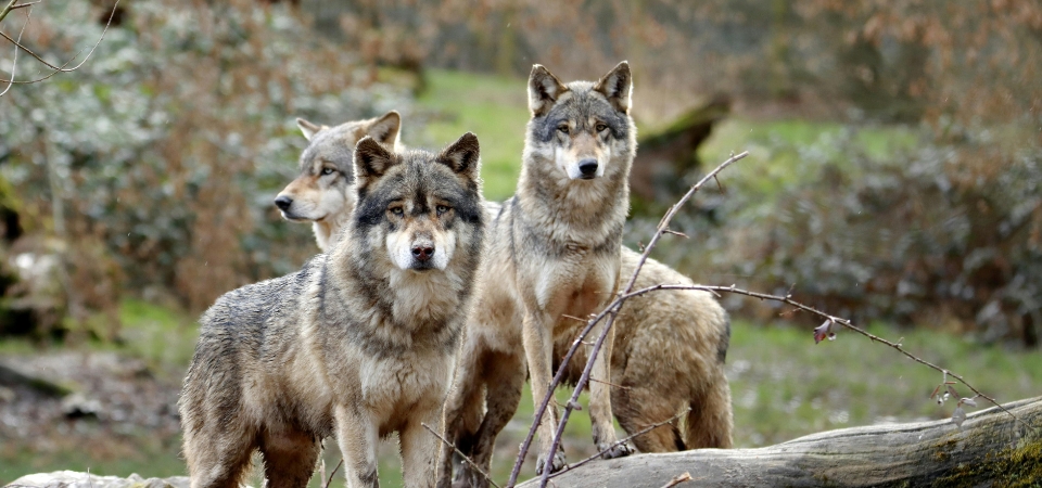 A pack of three wolves stand in a rocky field.