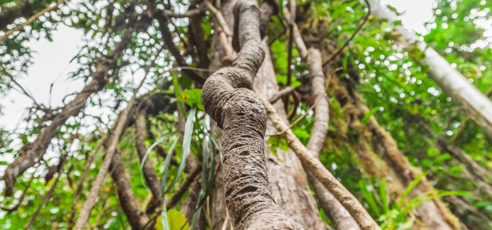 The Banisteriopsis caapi vine, used along with the leaves of a plant containing DMT to brew ayahuasca.
