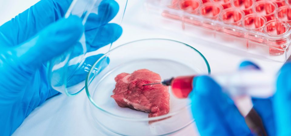 Gloved hands injecting a syringe into lab-grown meat in a petri dish, with multi-well trays behind.