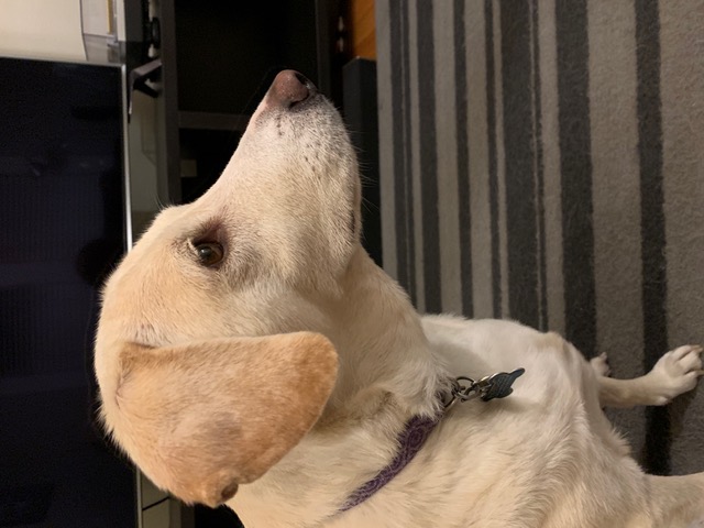 Photo from profile of yellow lab, Lulu.