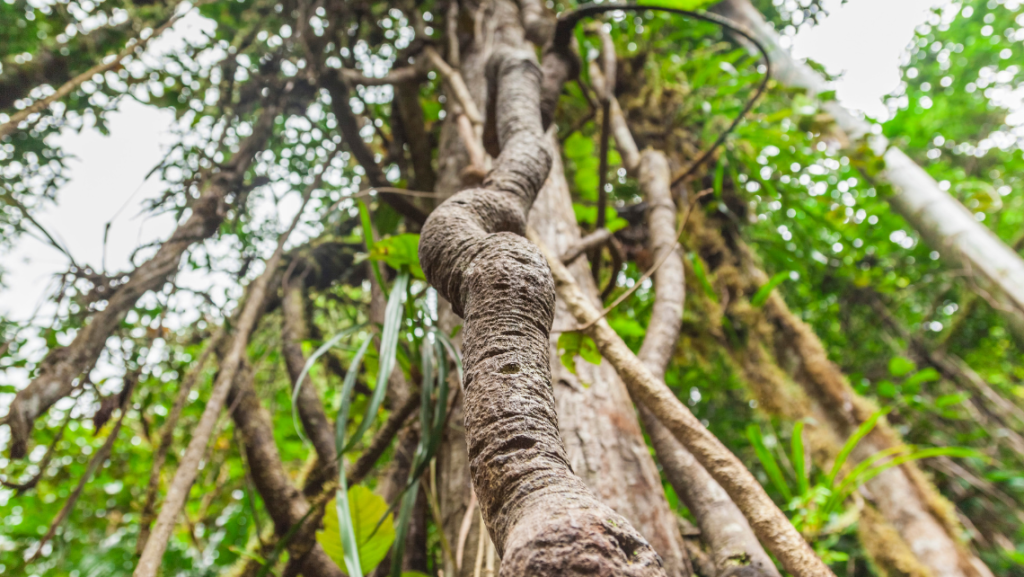 The Banisteriopsis caapi vine in south american